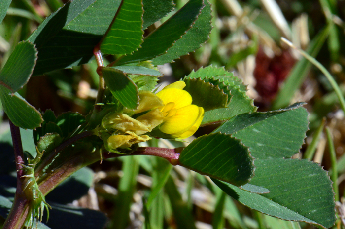 Burclover is also called Burr Medic, California Burclover, Toothed Bur Clover and Toothed Medick. Plants are considered weedy in many areas.  Medicago polymorpha 